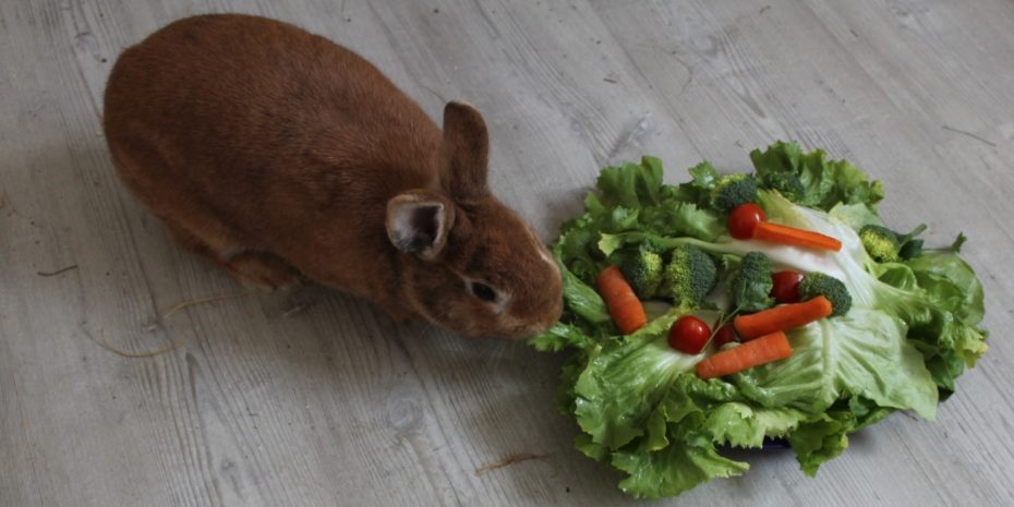 Gemüse für Kaninchen: 10 Tipps zur Gemüsefütterung & Futterliste - Kaninchen Gemuese 10 Regelntipp 930x465