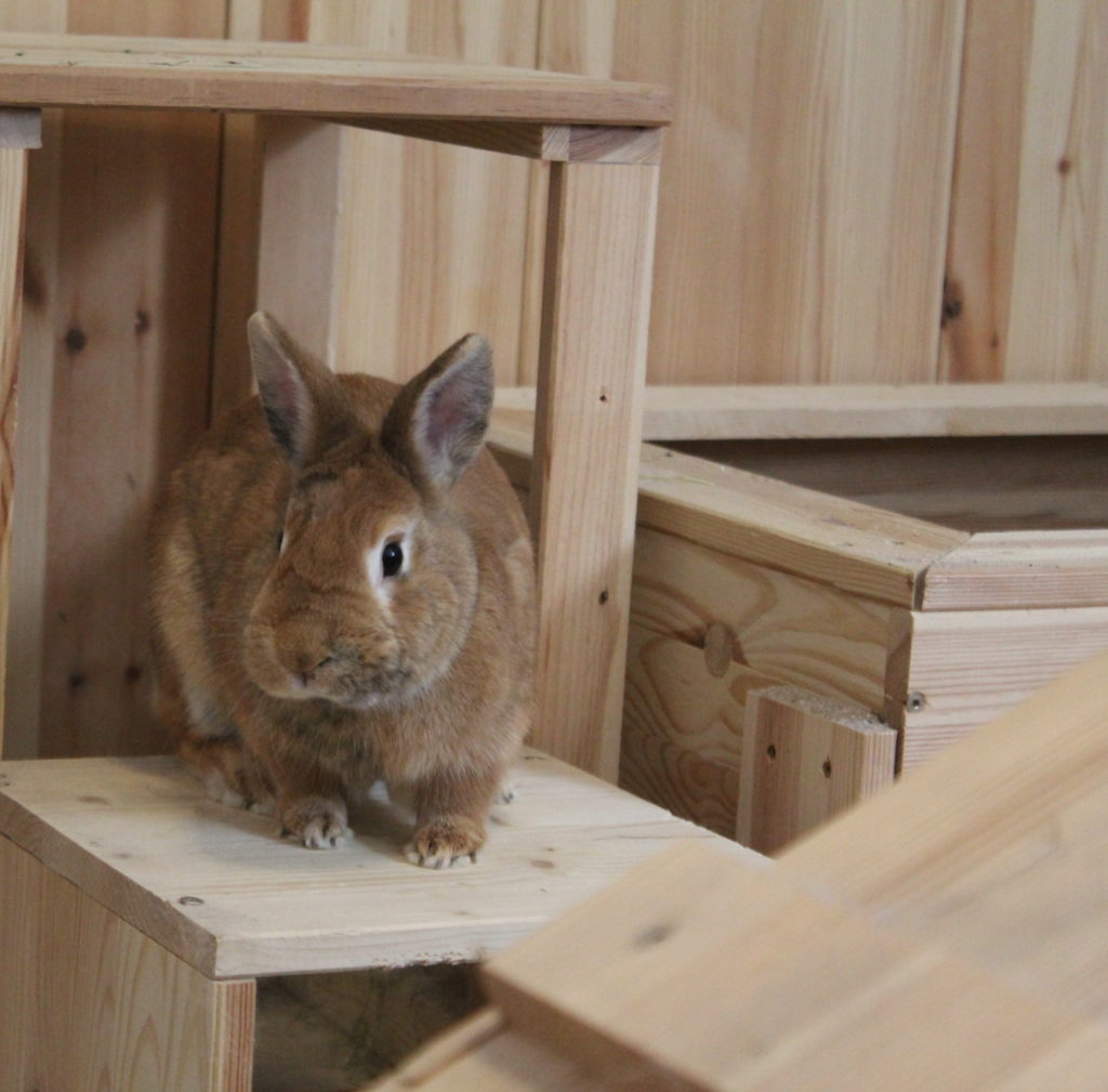 Das Foto zeigt ein Kaninchen auf einer Plattform