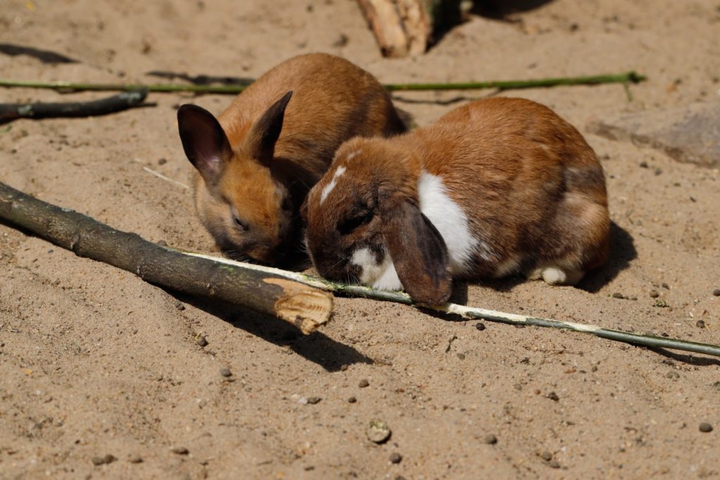 Mindestens zwei Zwergkaninchen halten