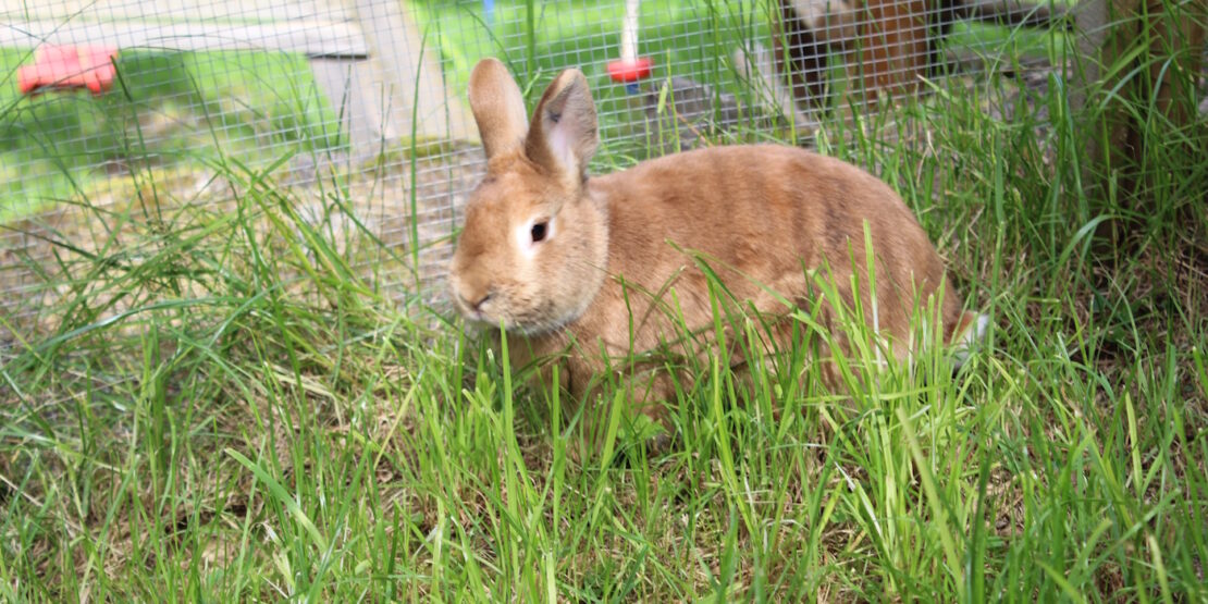 Das Foto zeigt ein Kaninchen das in einer Wiese sitzt