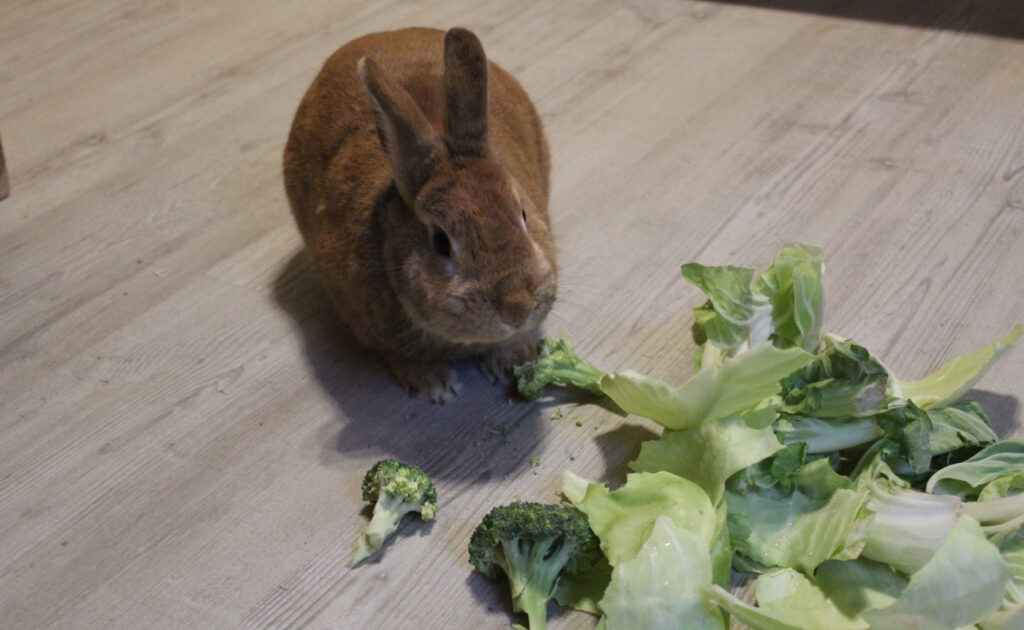 Das Foto zeigt ein Kaninchen mit rohem Kohl