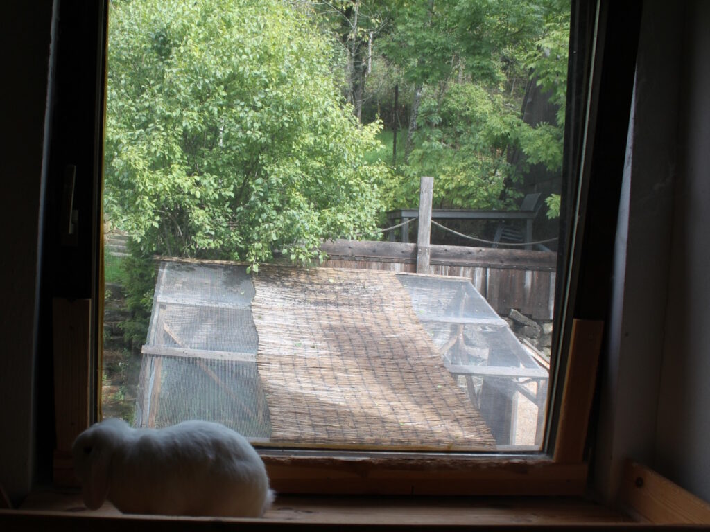 Das foto zeigt ein Kaninchen am Fenster. Zugluft sollte immer vermieden werden.