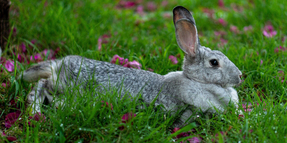Das Foto zeigt ein Großchinchilla Kaninchen das im Gras liegt