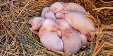 Das Foto zeigt neugeborene Kaninchenbabys