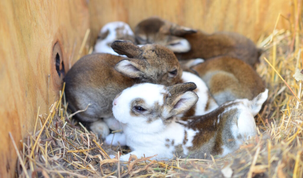 Das Foto zeigt Kaninchenbabys in ihrem Nest. Sie haben bereits offene Augen.